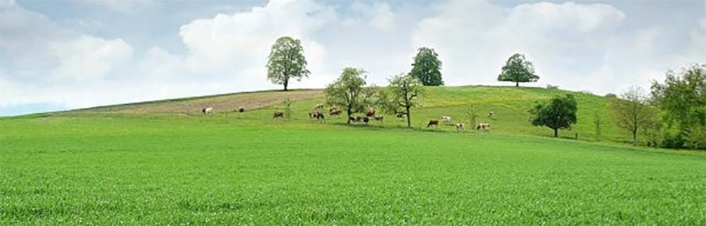 Entendendo os Princípios do Arrendamento de Terrenos Agrícolas