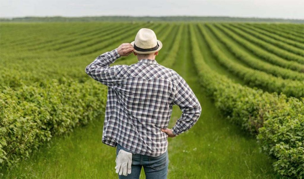 Entendendo os Princípios do Arrendamento de Terrenos Agrícolas